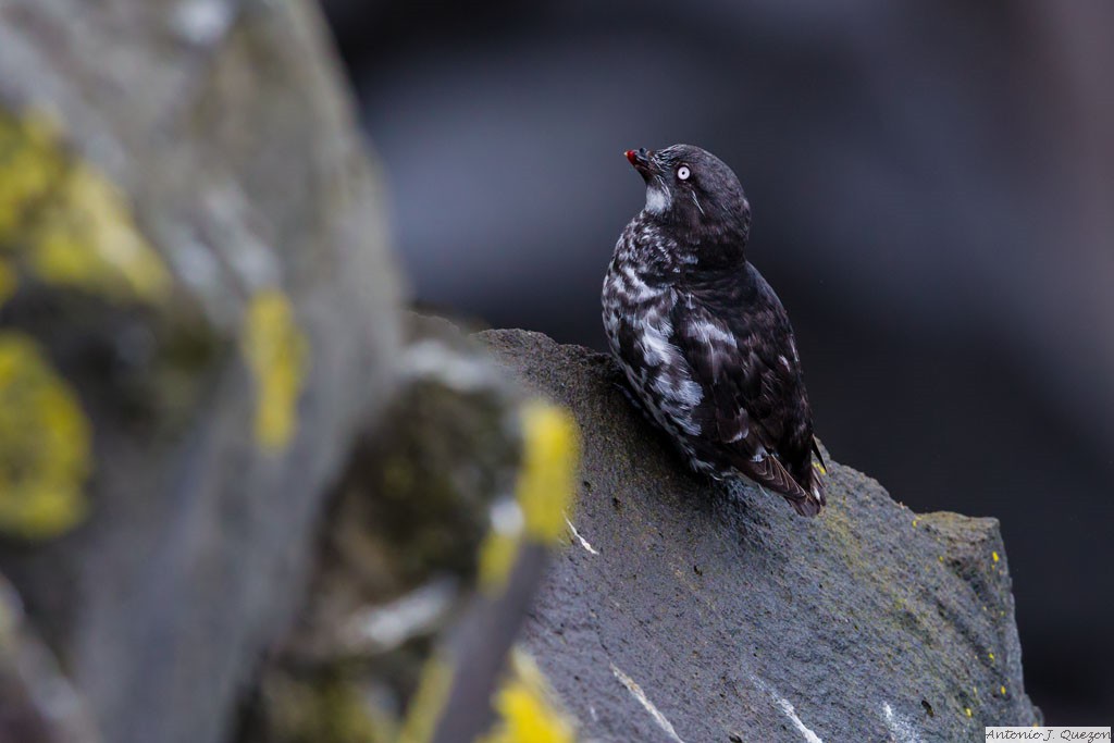 Least Auklet (Aethia pusilla)<br/>St. Paul Island