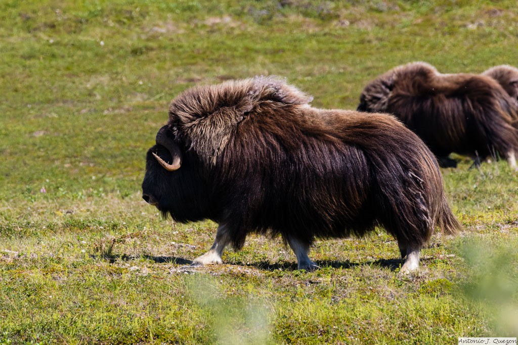 Muskox (Ovibos moschatus)<br/>Nome