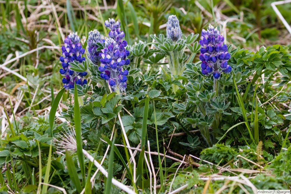 Nootka Lupine (Lupinus nootkatensis)<br/>St. Paul Island