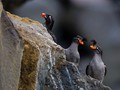 Crested Auklet (Aethia cristatella) and Parakeet Auklet (Aethia psittacula)<br/>St. Paul Island