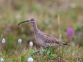 Bristle-thighed Curlew (Numenius tahitiensis)<br/>Nome