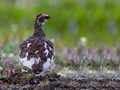 Rock Ptarmigan (Lagopus muta)<br/>Nome