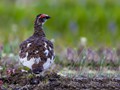 Rock Ptarmigan (Lagopus muta)<br/>Nome