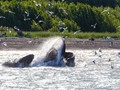 Humpback Whale (Megaptera novaeangliae)<br/>Seward