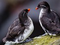 Parakeet Auklet (Aethia psittacula)<br/>St. Paul Island