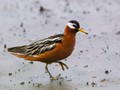 Red Phalarope (Phalaropus fulicarius)<br/>St. Paul Island