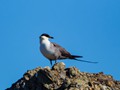 Long-tailed Jaeger (Stercorarius longicaudus)<br/>Nome