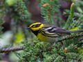 Townsend's Warbler (Setophaga townsendi)<br/>Seward Highway