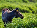 Moose (Alces alces)<br/>Nome