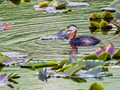 Red-necked Grebe (Podiceps grisegena)<br/>Seward Highway