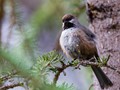 Boreal Chickadee (Poecile hudsonicus)<br/>Denali