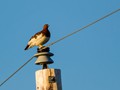 Willow Ptarmigan (Lagopus lagopus)<br/>Nome