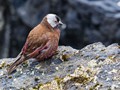 Gray-crowned Rosy-Finch (Leucosticte tephrocotis)<br/>St. Paul Island