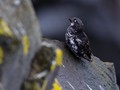 Least Auklet (Aethia pusilla)<br/>St. Paul Island