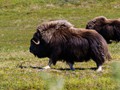 Muskox (Ovibos moschatus)<br/>Nome