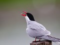 Arctic Tern (Sterna paradisaea)<br/>Anchorage