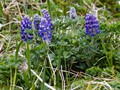 Nootka Lupine (Lupinus nootkatensis)<br/>St. Paul Island