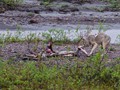 Gray Wolf (Canis lupus)<br/>Denali