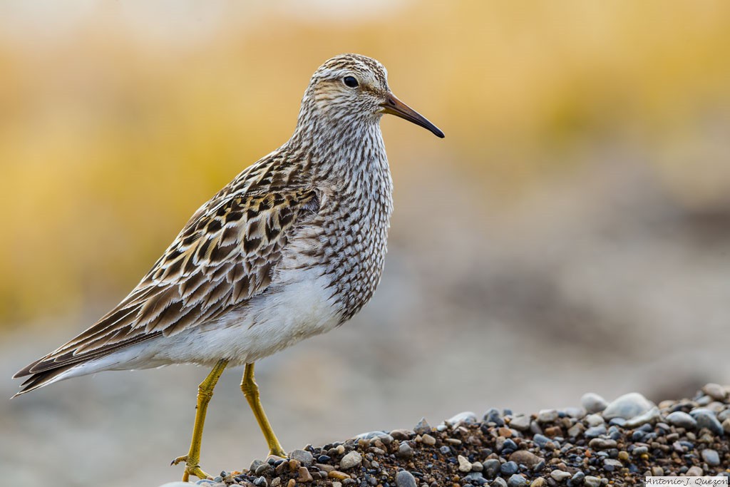 Pectoral Sandpiper (Calidris melanotos)<br/>Barrow