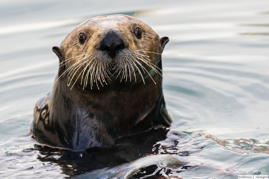 Sea Otter (Enhydra lutris)<br/>Seward