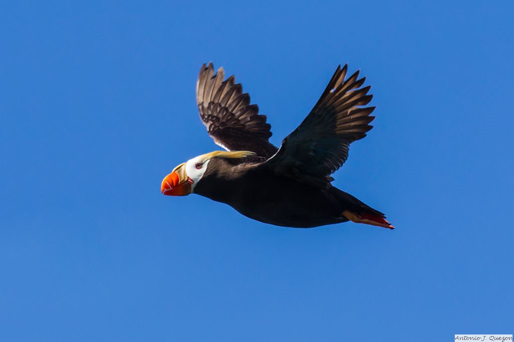 Tufted Puffin (Fratercula cirrhata)<br/>Resurrection Bay, Seward