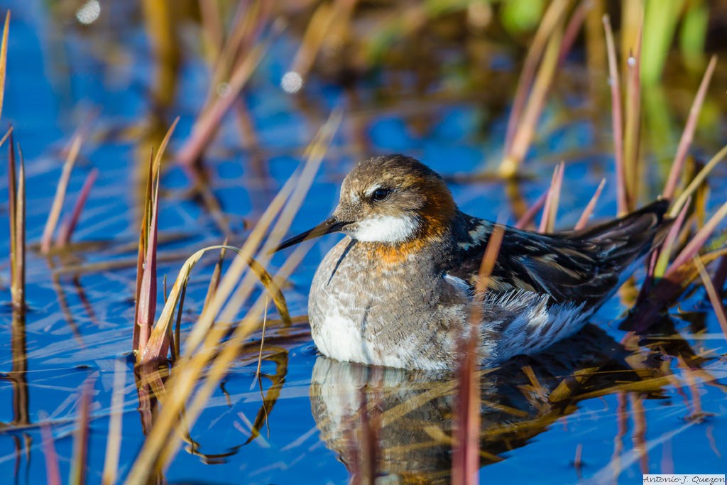 Red-necked Phalarope (Phalaropus lobatus)<br/>Barrow