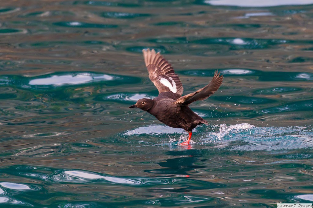 Pigeon Guillemot (Cepphus columba)<br/>Resurrection Bay, Seward
