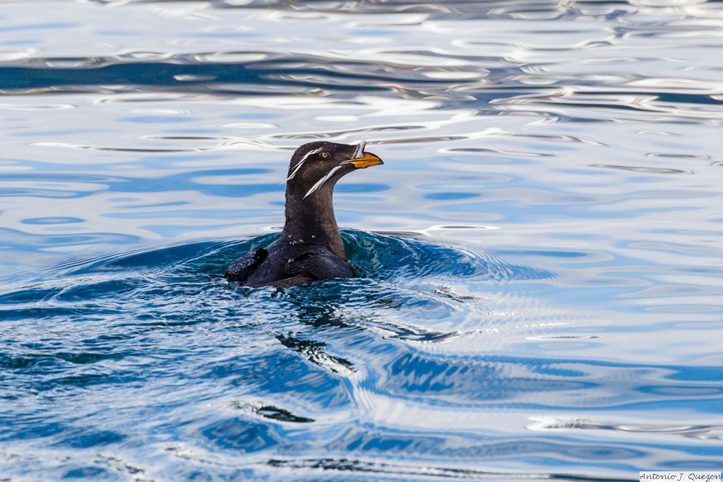 Rhinoceros Auklet (Cerorhinca monocerata)<br/>Resurrection Bay, Seward