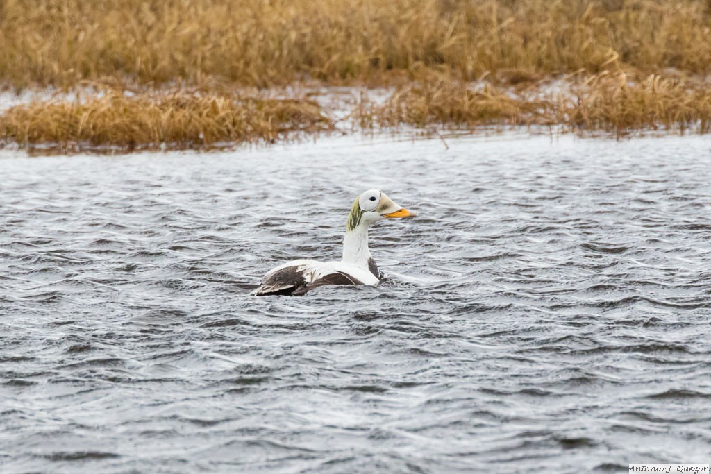 Spectacled Eider (Somateria fischeri)<br/>Barrow