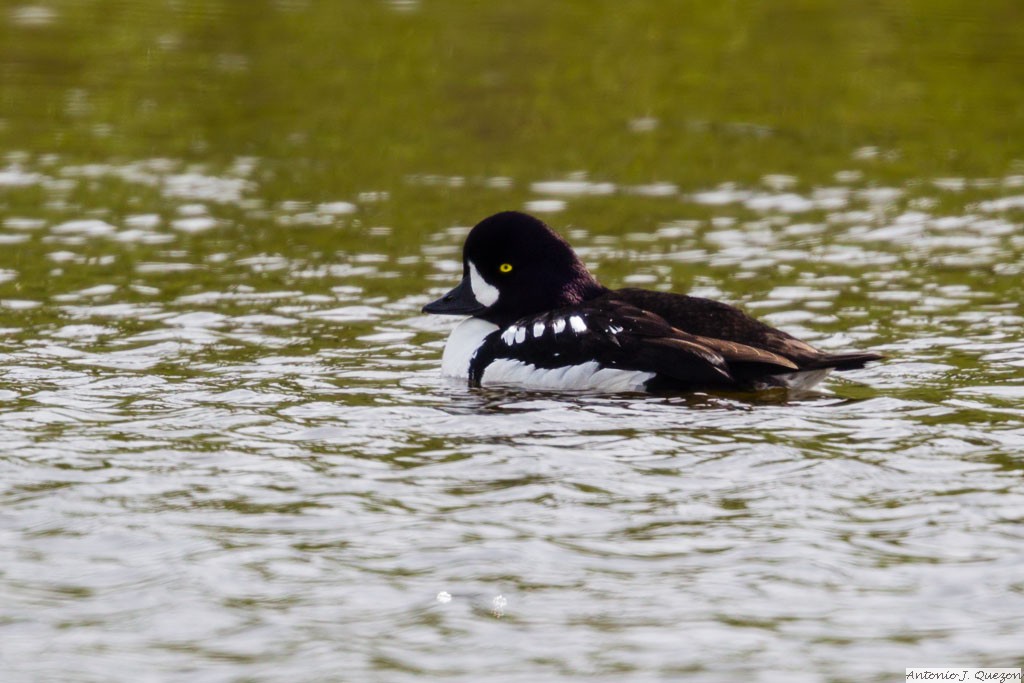 Barrow's Goldeneye (Bucephala islandica)<br/>Denali