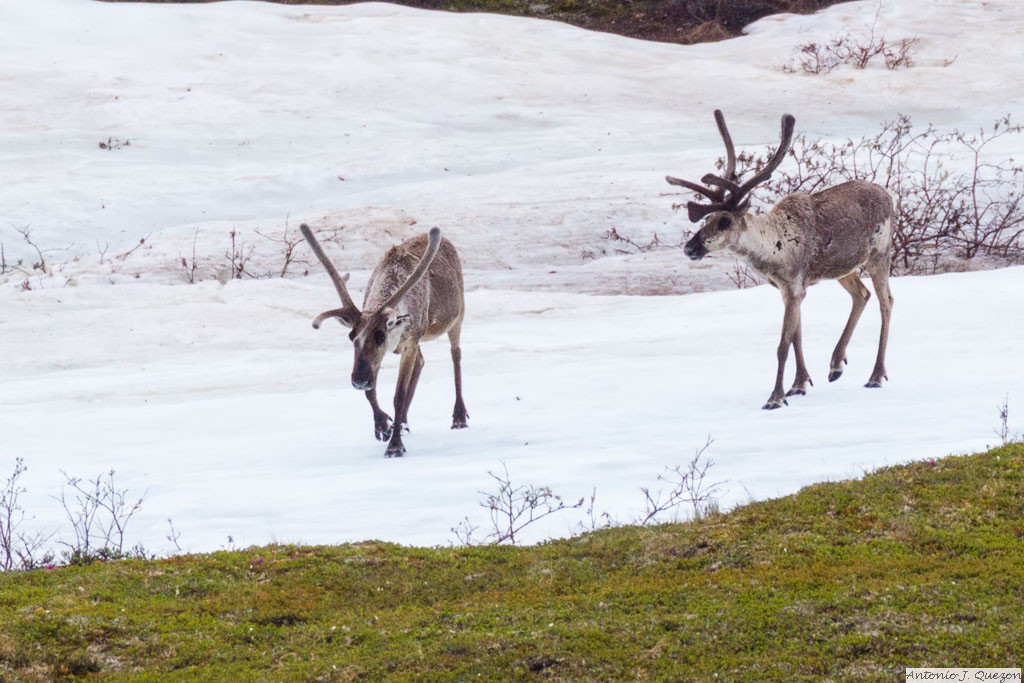 Caribou (Rangifer tarandus granti)<br/>Denali National Park and Preserve