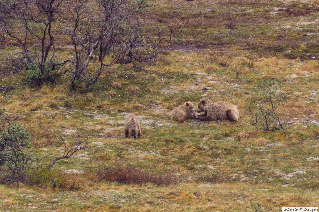 Brown Bear (Ursus arctos)<br/>Denali National Park and Preserve
