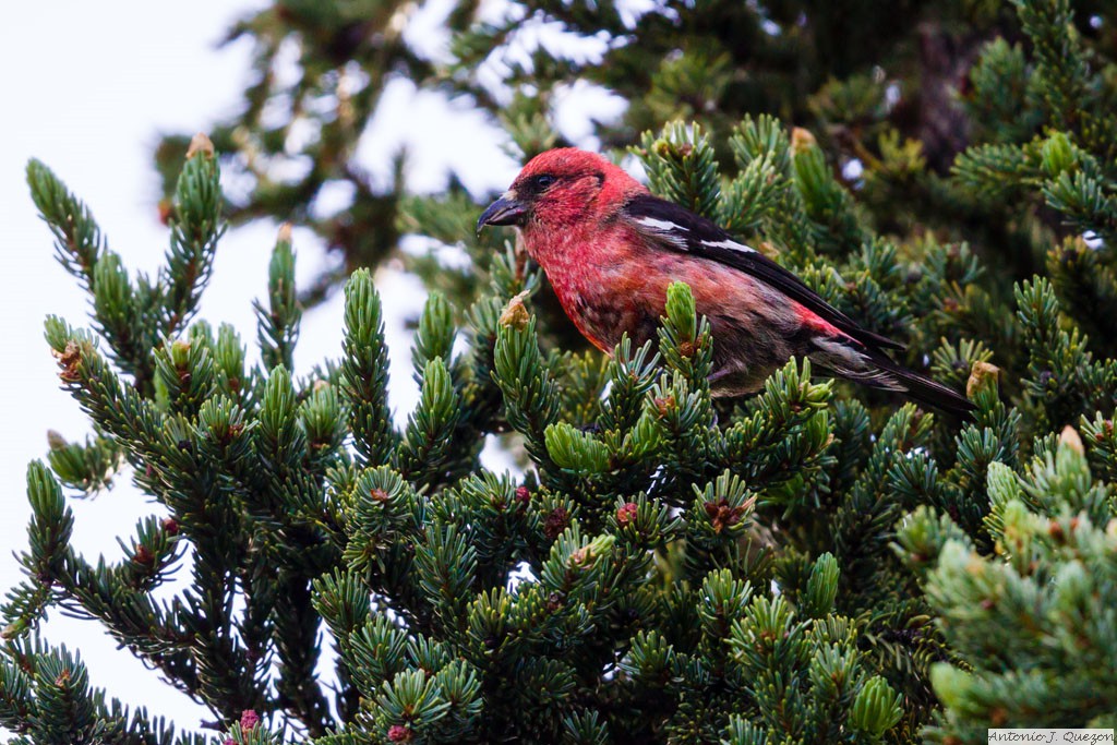 White-winged Crossbill (Loxia leucoptera)<br/>Denali