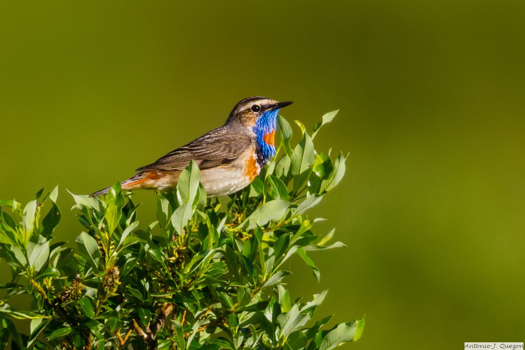 Bluethroat (Luscinia svecica)<br/>Nome