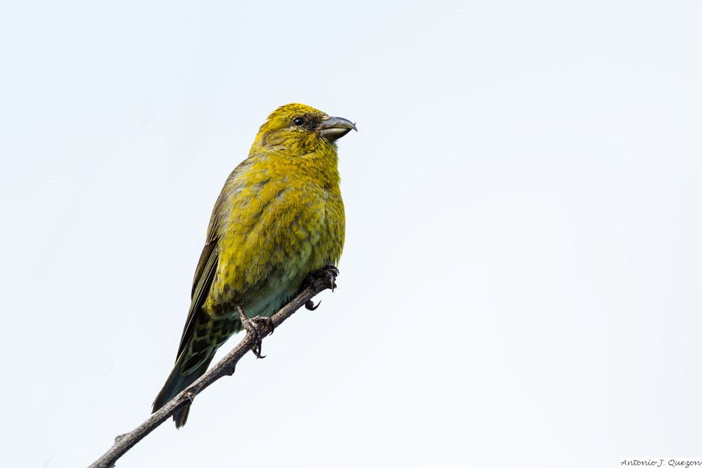 Red Crossbill (Loxia curvirostra)<br/>Seward