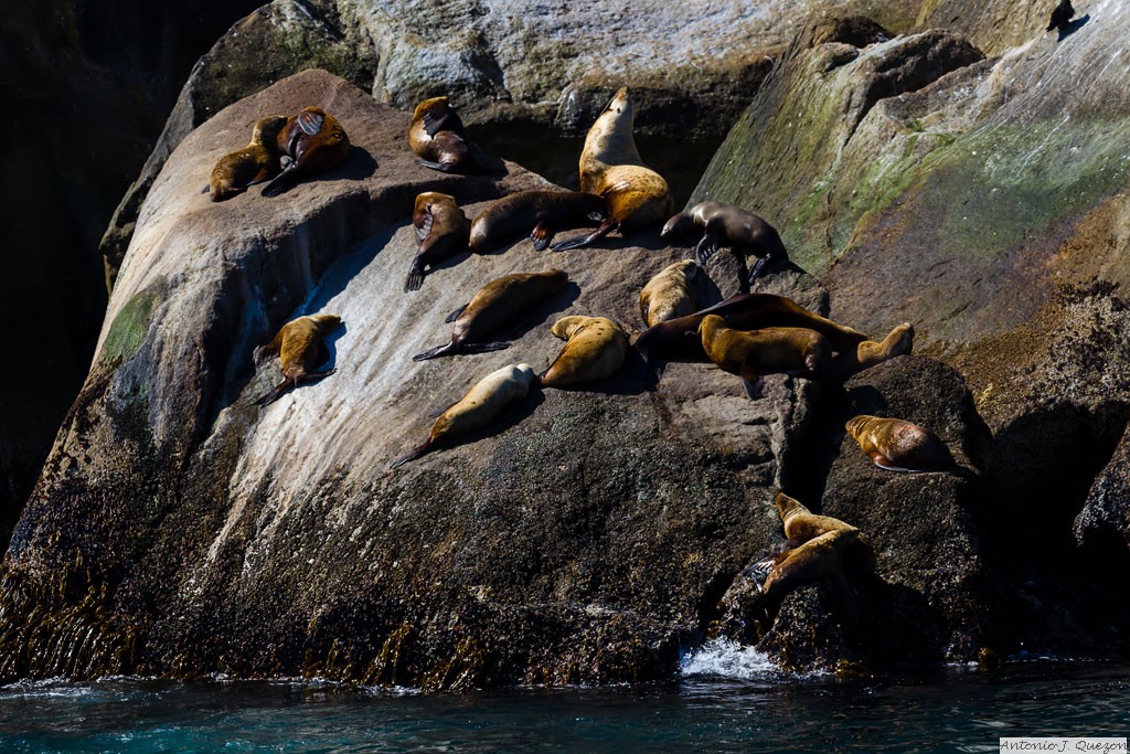 Steller's Sea Lion (Eumetopias jubatus)<br/>Resurrection Bay, Seward