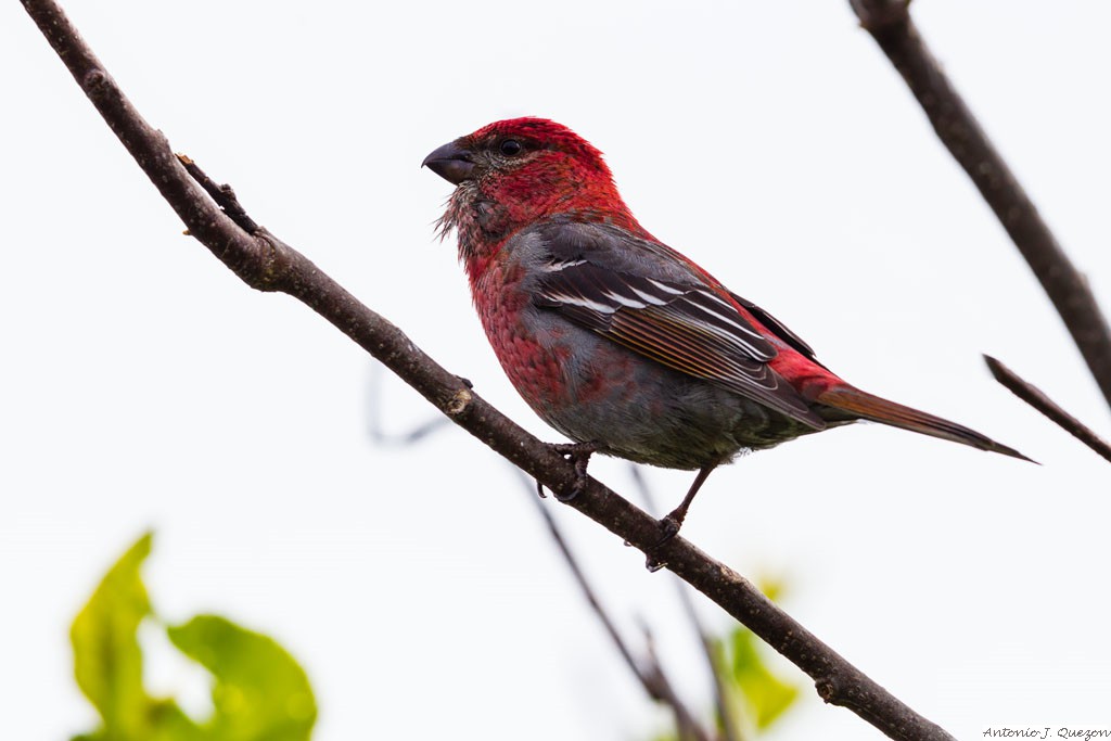 Pine Grosbeak (Pinicola enucleator)<br/>Seward