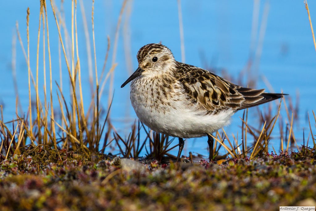 Baird's Sandpiper (Calidris bairdii)<br/>Barrow