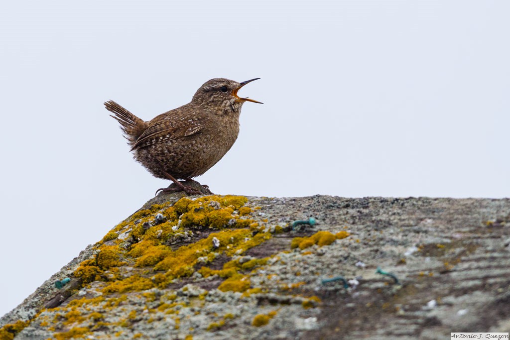 Pacific Wren (Troglodytes pacificus alascensis)<br/>St. Paul Island