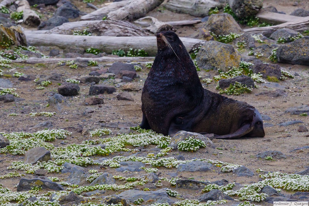 Northern Fur Seal (Callorhinus ursinus)<br/>St. Paul Island