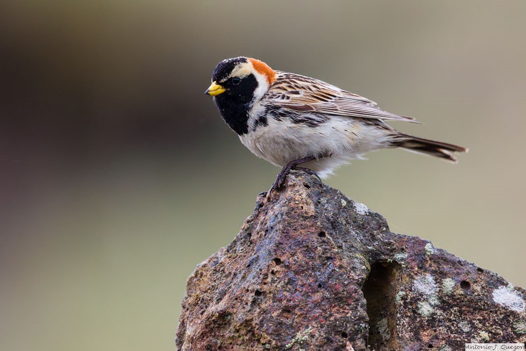 Lapland Longspur (Calcarius lapponicus)<br/>St. Paul Island