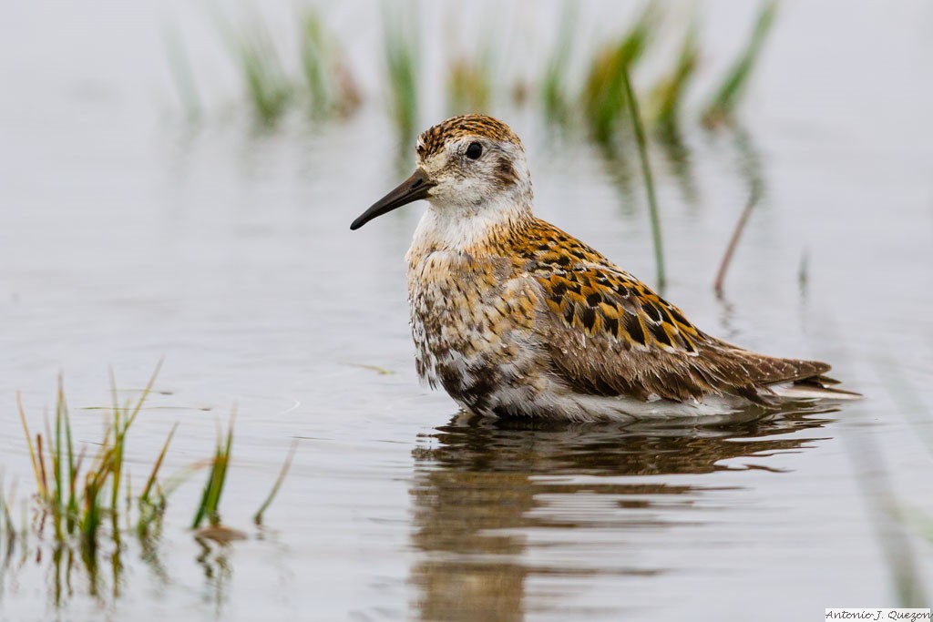 Rock Sandpiper (Calidris ptilocnemis)<br/>St. Paul Island