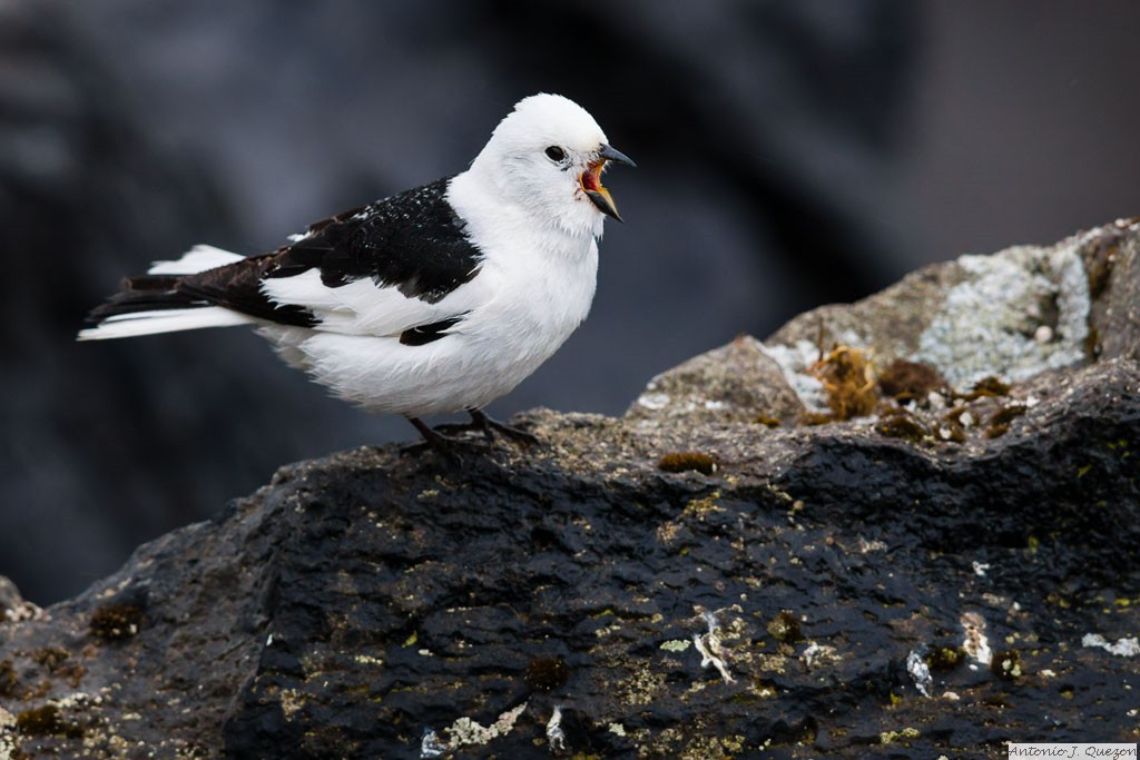 Snow Bunting (Plectrophenax nivalis)<br/>St. Paul Island