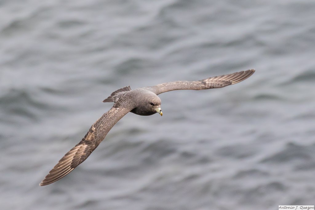 Northern Fulmar (Fulmarus glacialis)<br/>St. Paul Island