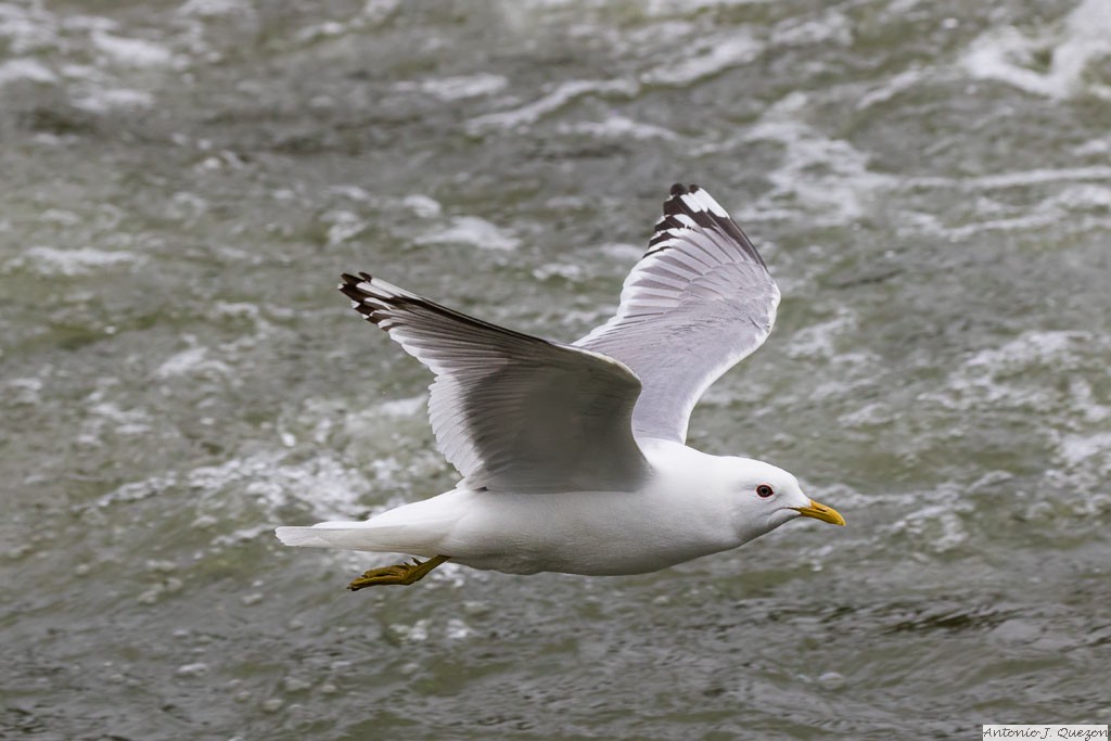 Mew Gull (American) (Larus canus brachyrhynchus)<br/>Denali