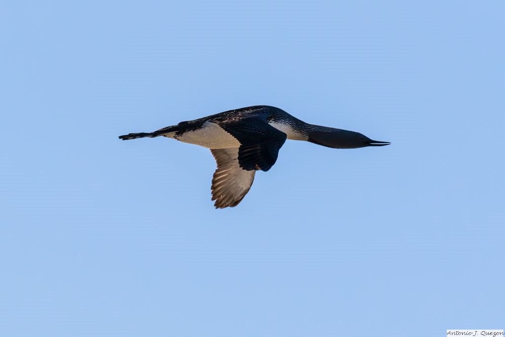 Red-throated Loon (Gavia stellata)<br/>Nome