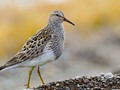 Pectoral Sandpiper (Calidris melanotos)<br/>Barrow