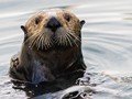 Sea Otter (Enhydra lutris)<br/>Seward