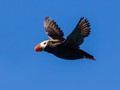 Tufted Puffin (Fratercula cirrhata)<br/>Resurrection Bay, Seward