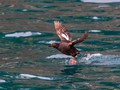 Pigeon Guillemot (Cepphus columba)<br/>Resurrection Bay, Seward